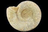 Perisphinctes Ammonite - Jurassic #108703-1